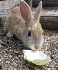キャベツを食べるウサギ