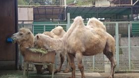 動物園のラクダのイメージ