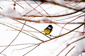 冬の野鳥