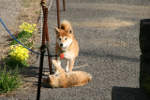 犬と猫