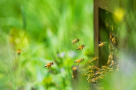 ミツバチと巣箱